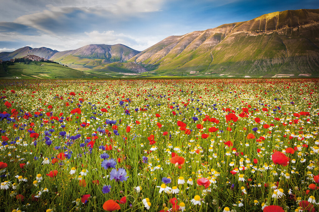 campo fiorito montagne all'orizzonte
